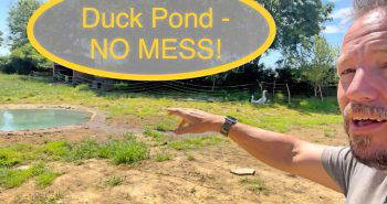 making your own duck pond