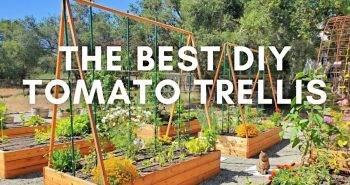 making your own tomato trellis