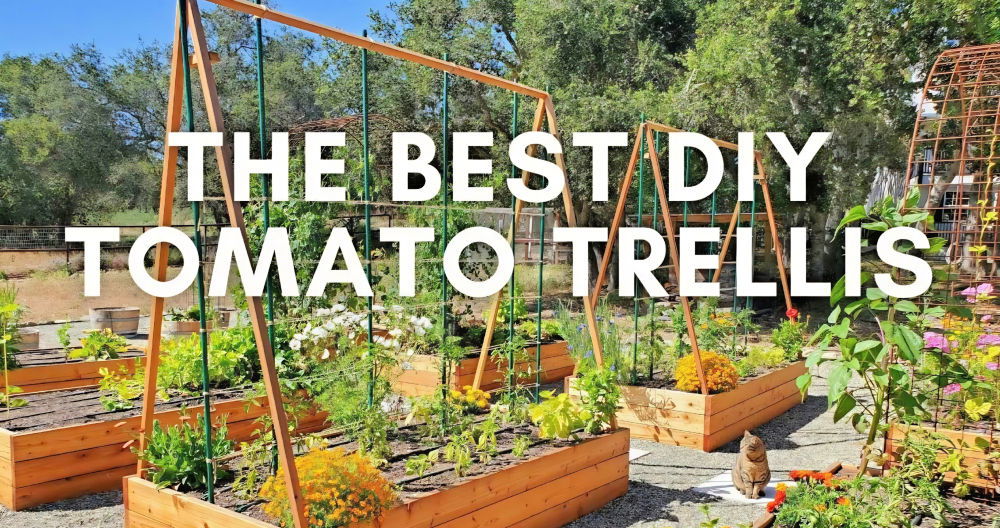 DIY Tomato Trellis on a Budget (Simple Steps)
