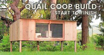 stunning diy quail coop under a hundred bucks