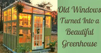 turn old windows into a greenhouse