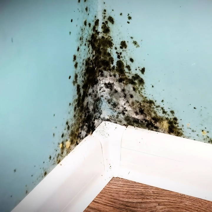 Mold Remediation: How to Remove Mold from Any Space