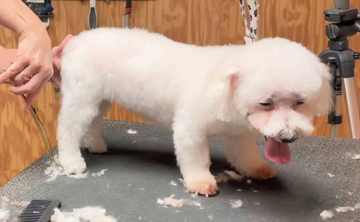 groom a dog with scissors