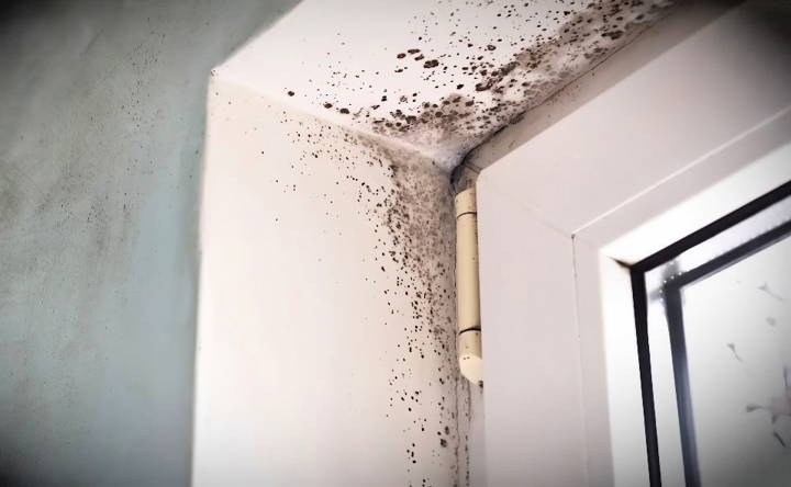 how to remove mold from walls