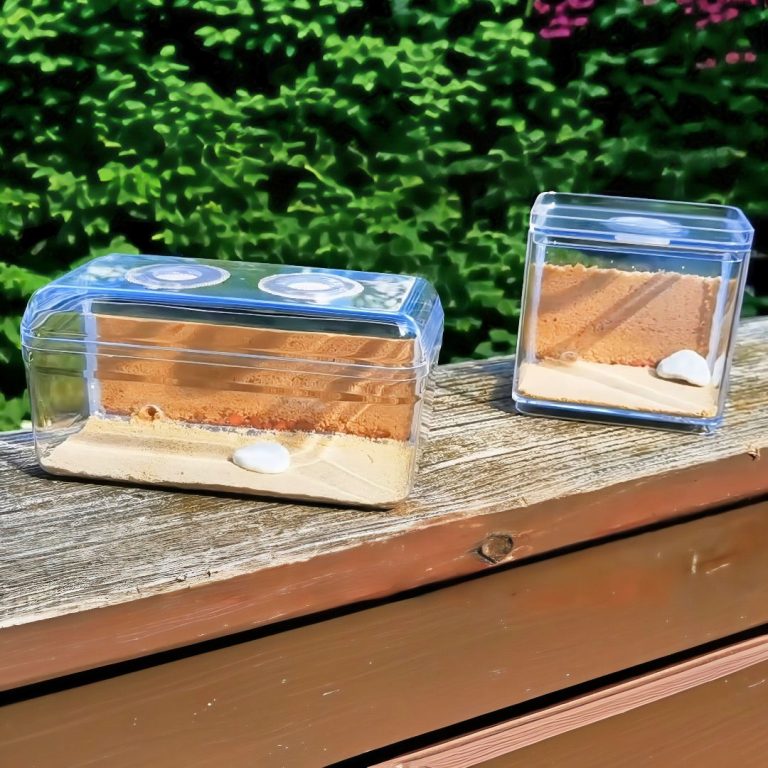 DIY Ant Farm: Fun and Educational Project for Kids