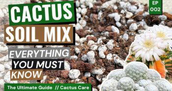 best way to make cactus soil