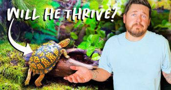 build a huge indoor box turtle vivarium