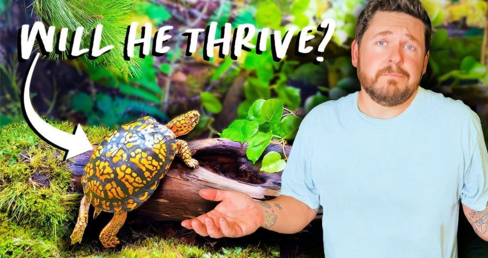 Making a DIY Indoor Box Turtle Habitat