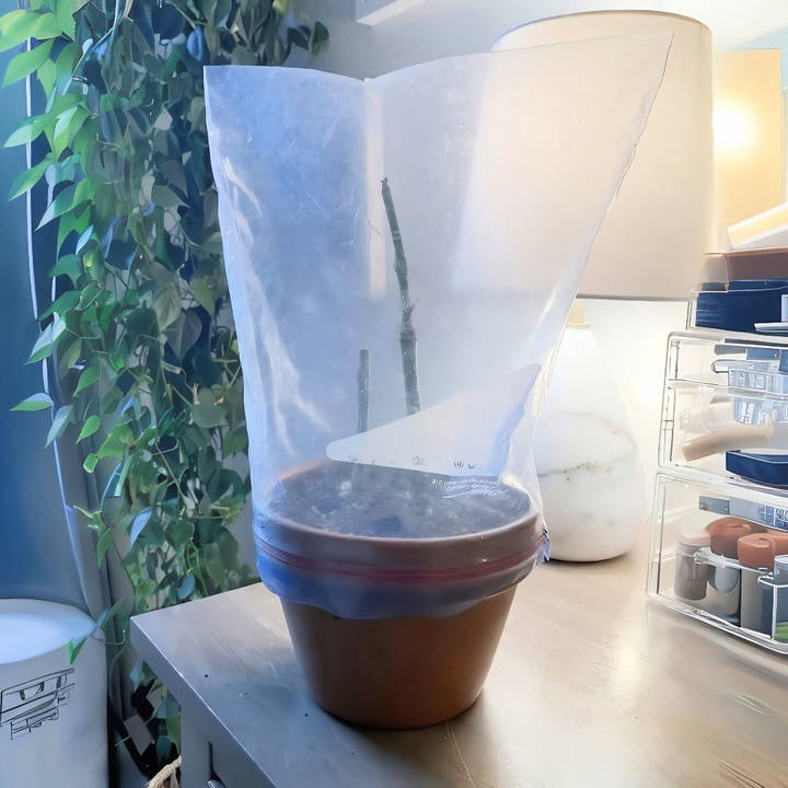 diy humidity dome to bring plant back to life