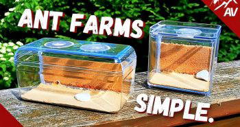 easy steps to make an ant farm