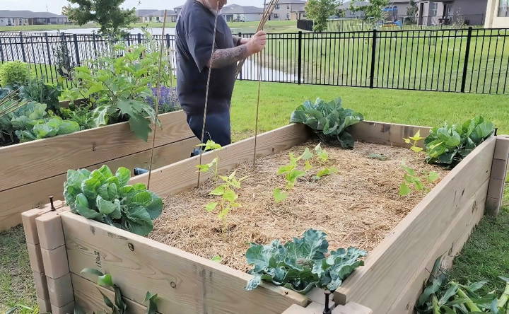 homemade bamboo trellis