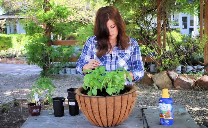 homemade upside down tomato planter