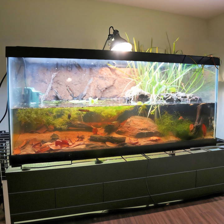 how to build a turtle tank