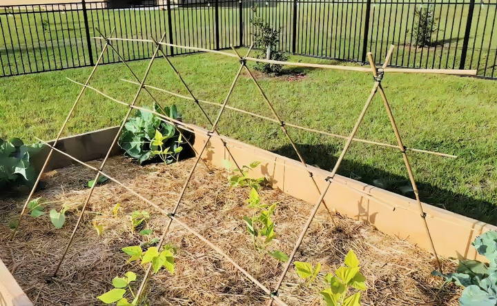 making a bamboo trellis