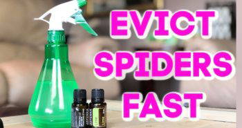 making spider spray at home