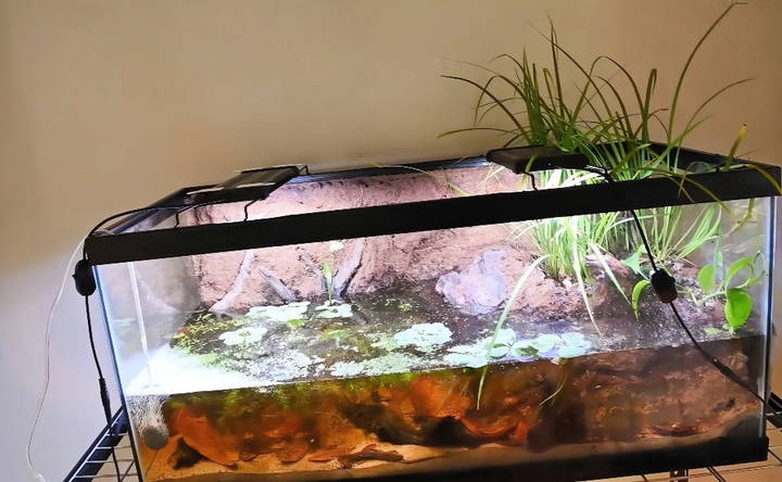 simple handmade turtle tank