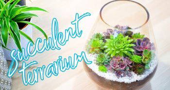 easy diy succulent terrarium