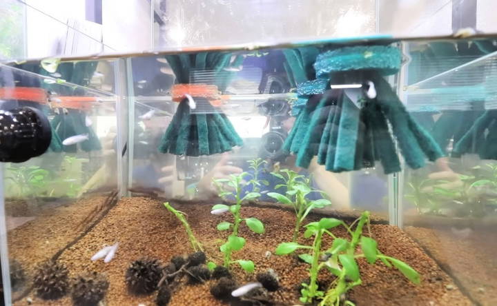 set up the aquaponics system