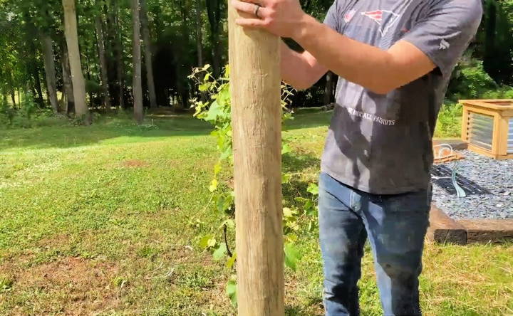 setting the posts for grape trellis