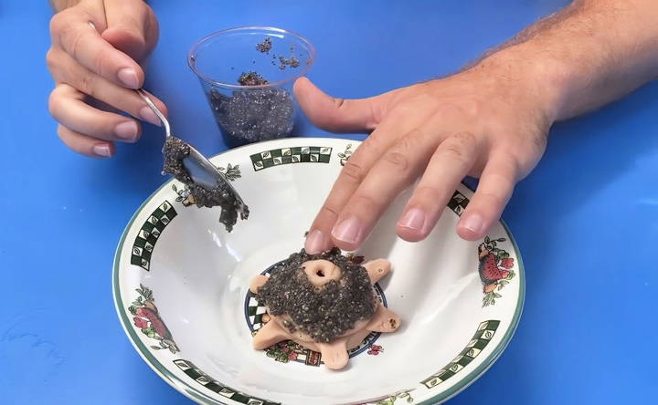 applying chia seeds to the turtle