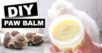 best homemade dog paw balm