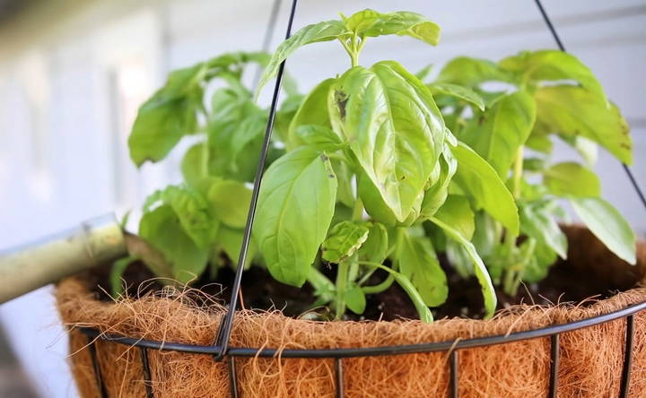 choosing the right tomato variety