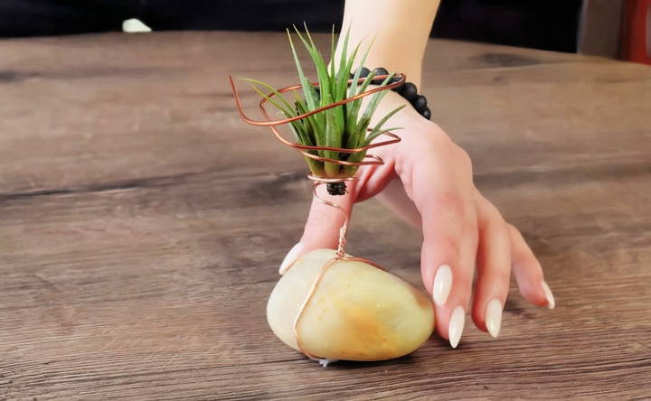 easy diy air plant holder