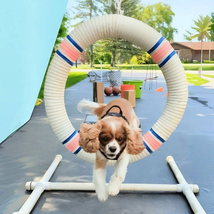 easy diy dog agility course