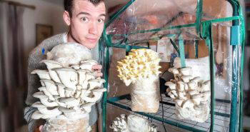 grow edible mushrooms at home