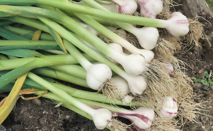 harvesting garlic