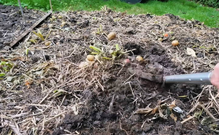 harvesting the potatoes