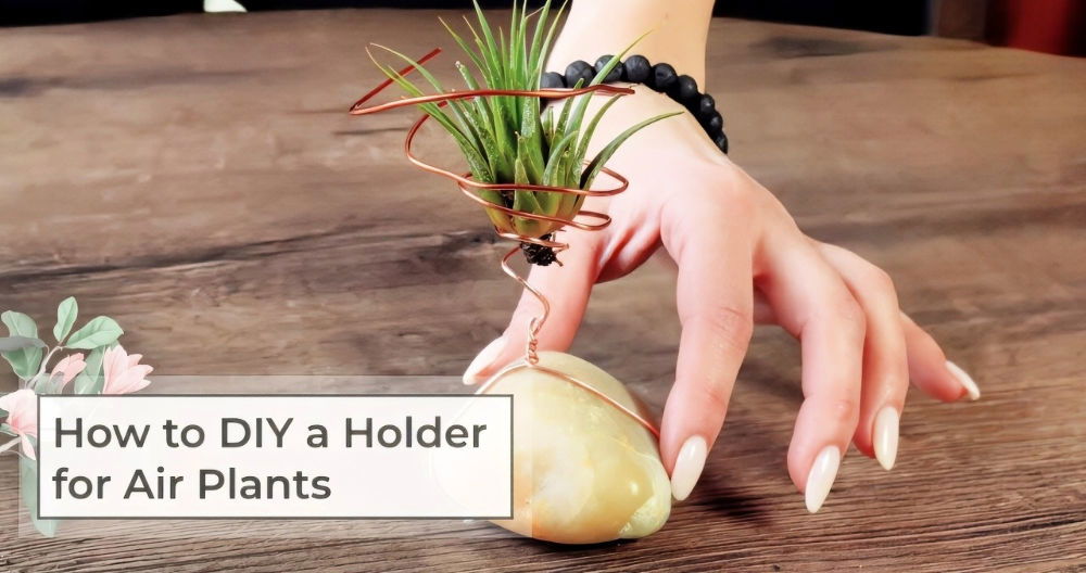 DIY Air Plant Holder: Perfect for Any Space