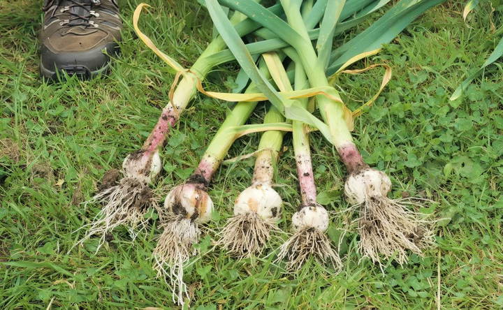 how deep to plant garlic