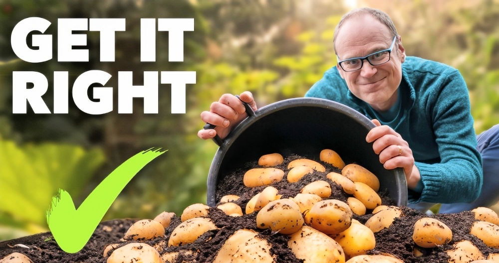 How to Grow Potatoes at Home: Complete Guide