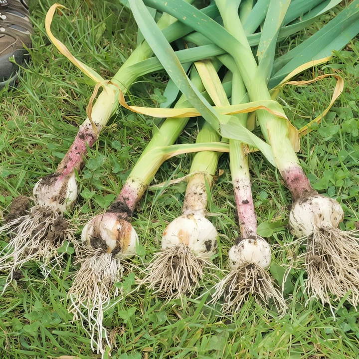 how to grow garlic