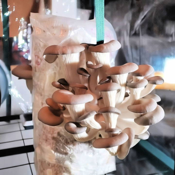 how to grow mushrooms at home