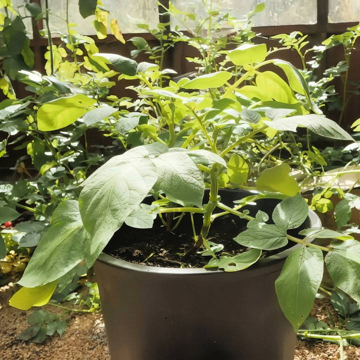 how to grow potatoes in a container