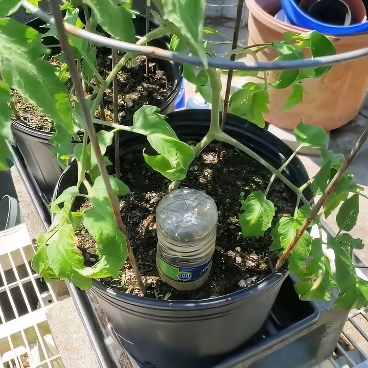 how to make a watering globe