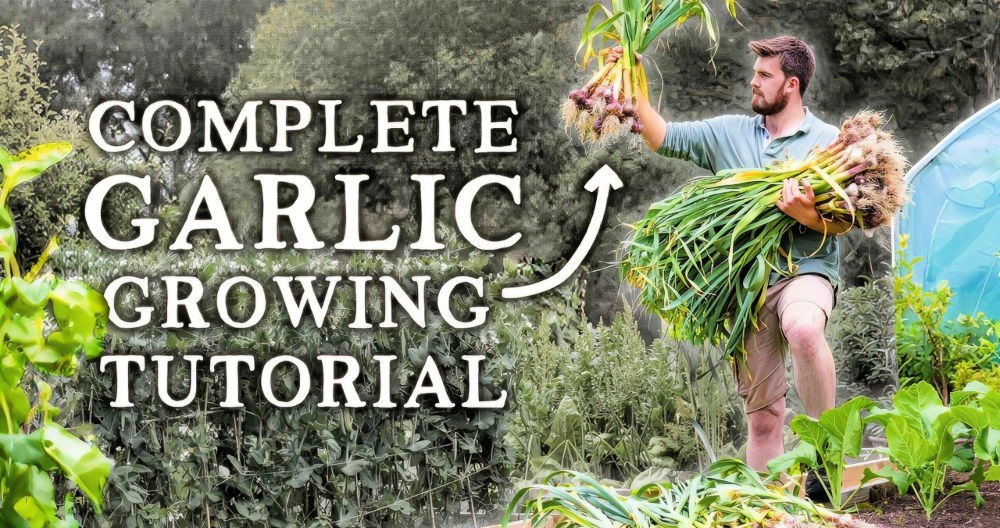 How to Grow Garlic in Your Garden