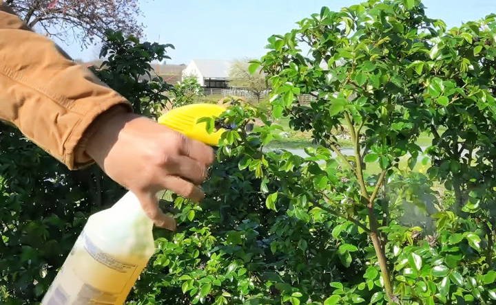 how to use the homemade pesticide