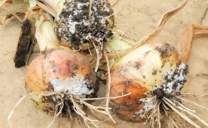 managing garlic diseases