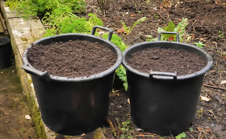 planting potatoes in containers