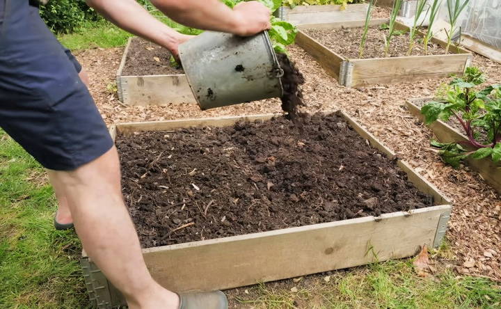 planting potatoes in the ground