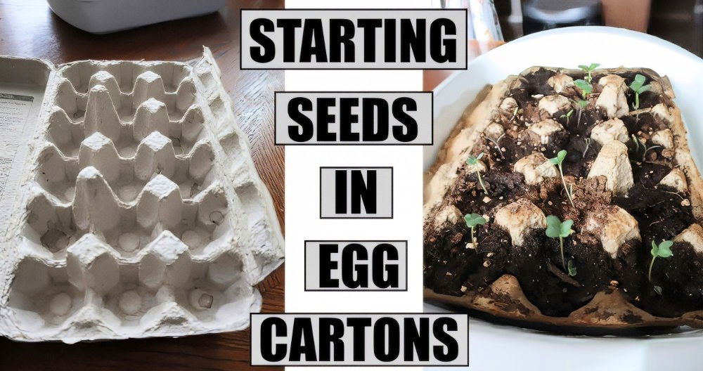 Starting Seeds in Egg Cartons: 5 Easy Steps