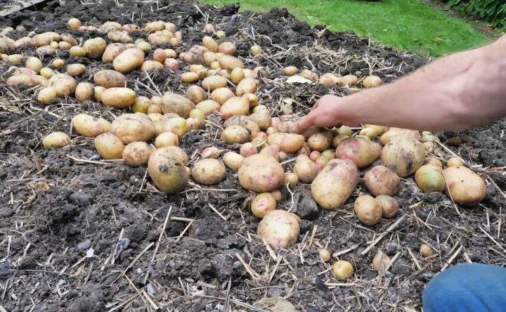 storing your potato harvest