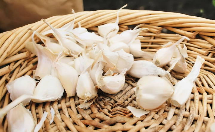 understanding garlic varieties