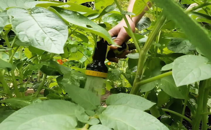 watering the potatoes