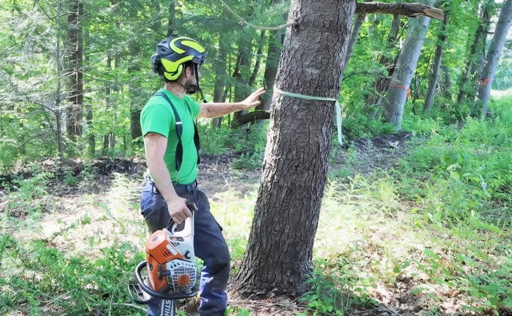 assess the tree and its surroundings