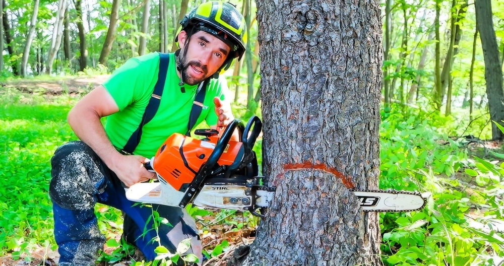 How to Cut Down a Tree: Step-by-Step Guide