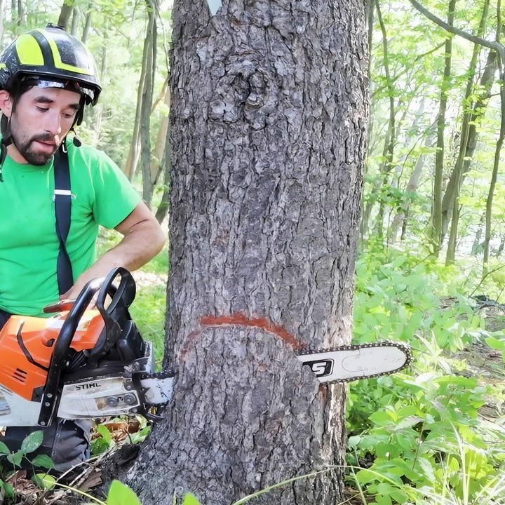 how to cut down a tree for beginners